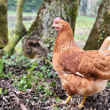Feriehus Maison Des Biches Saint-Jean-et-Saint-Paul