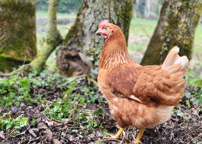 Vakantiehuis Maison Des Biches Saint-Jean-et-Saint-Paul
